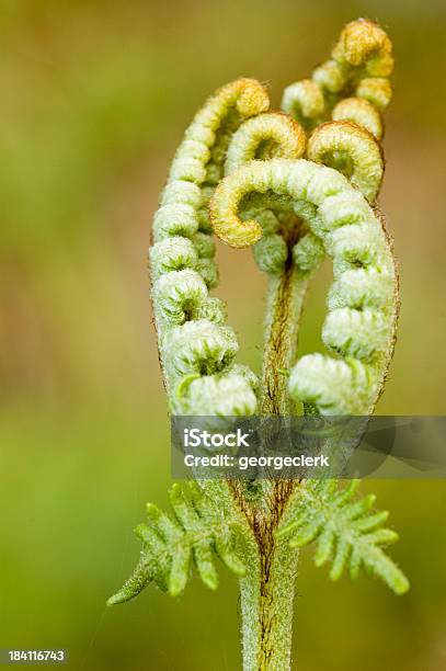 Unfurling Fern Stock Photo - Download Image Now - Nature, Spiral, Animal