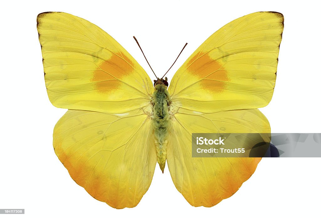 Butterfly - - Lizenzfrei Schmetterling Stock-Foto