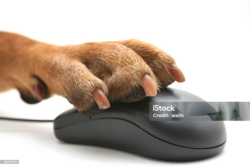 Perro de la pata en ratones - Foto de stock de Perro libre de derechos
