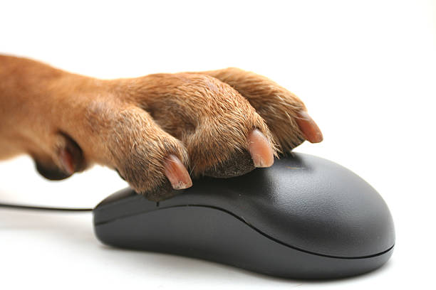Do cão paw do mouse - foto de acervo