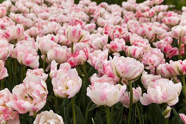 튤립 - double tulip 뉴스 사진 이미지