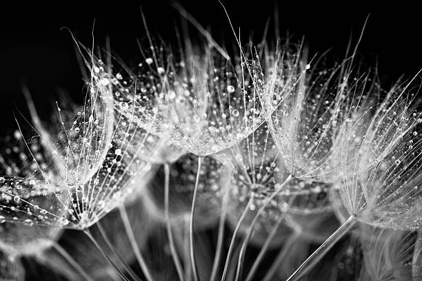 seme di dente di leone con gocce d'acqua - dandelion water flower abstract foto e immagini stock