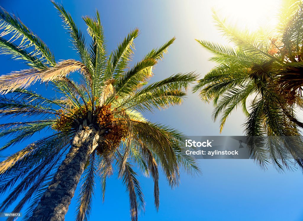 Sunbeam glaring through the palm trees Sunbeam coming through palm tree leaves. Adobe RGB. Directly Below Stock Photo