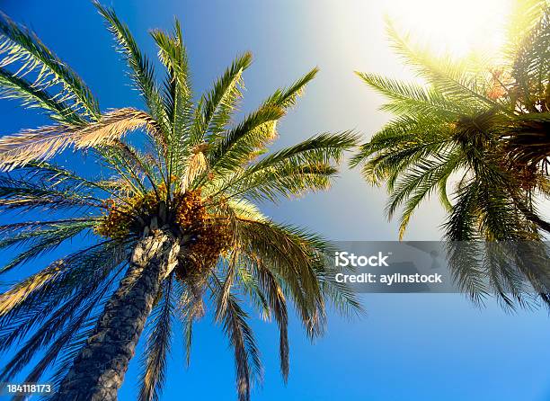 Sunbeam Glaring Through The Palm Trees Stock Photo - Download Image Now - Directly Below, Looking Up, Palm Tree