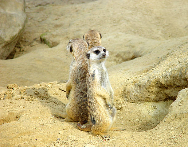 Meerkats stock photo