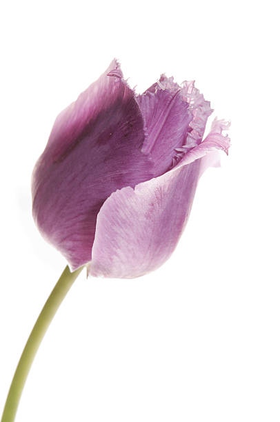 istock Single purple parrot tulip on white. 184118339