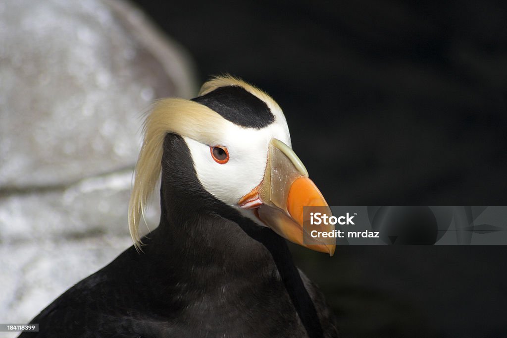 Frailecillo de cola grande - Foto de stock de Animal libre de derechos