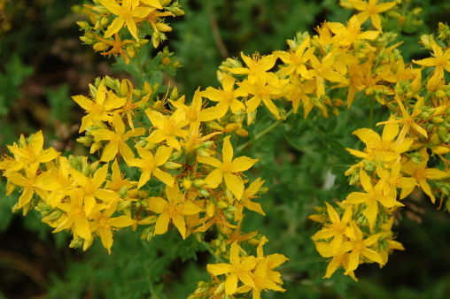 Flower of green dill fennel. Green background with flowers of dill.