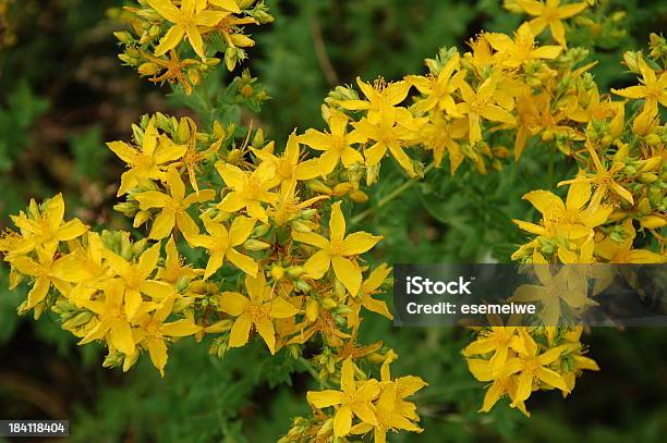 Foto de Hypericum Perforatum No Meadow e mais fotos de stock de Erva-de-são-joão - Erva-de-são-joão, Amarelo, Beleza