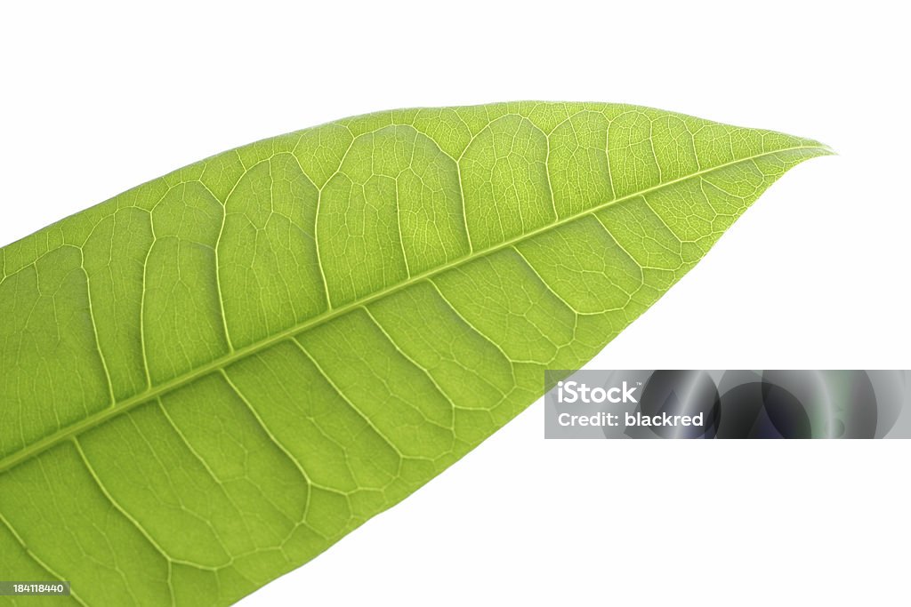 Spring Leaf "Close-up of leaf, isolated on white background.Similar images -" Back Lit Stock Photo