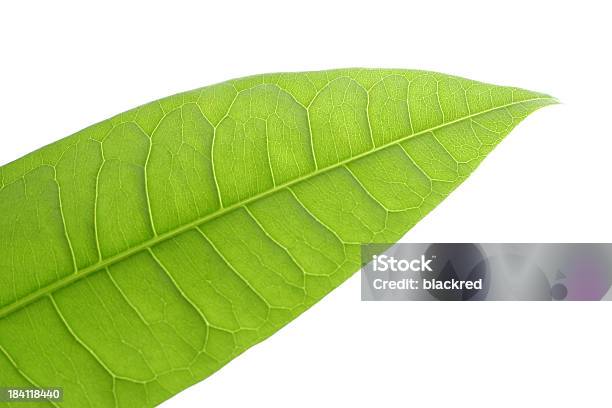 Spring Leaf Stock Photo - Download Image Now - Back Lit, Beauty In Nature, Botany