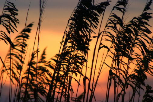 Sea oats. This stock image has a horizontal composition.