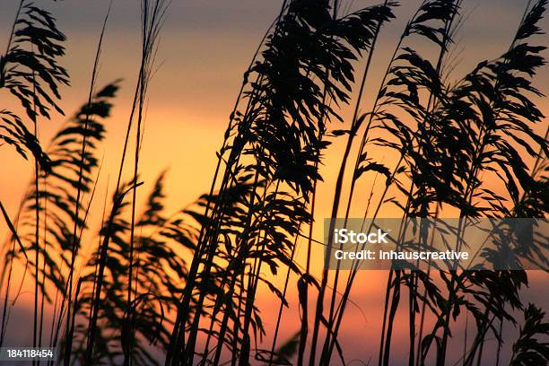 Aveiadomar - Fotografias de stock e mais imagens de Hilton Head - Hilton Head, Pôr-do-sol, Anoitecer