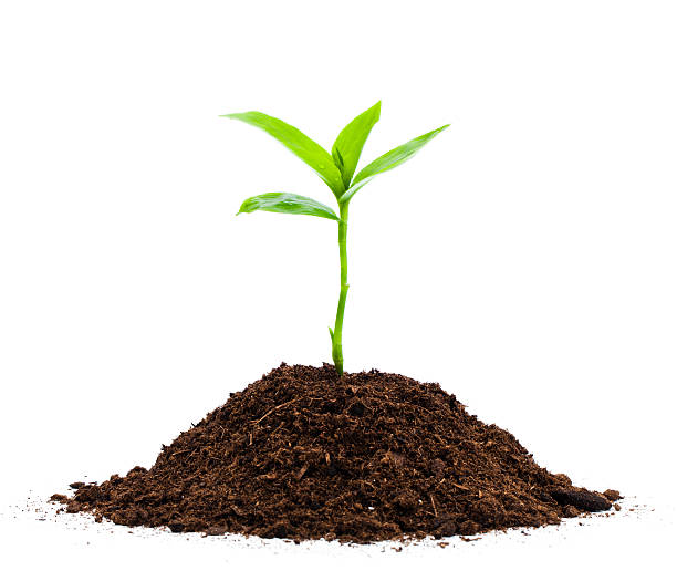 seedling - zaailing stockfoto's en -beelden