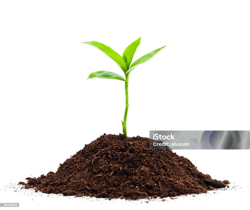 Seedling Green sprout and soil isolated on white Plant Stock Photo