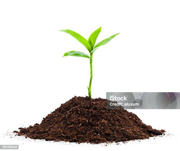 Seedling Stock Photo - Download Image Now - Plant, Seedling, Dirt