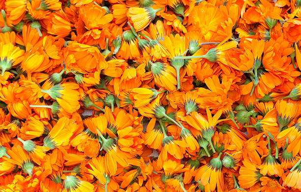 Herbal medicine (Calendula) XXL Full frame orange color Calendula flowers. Herbal medicine image. Healthy lifestyle. field marigold stock pictures, royalty-free photos & images