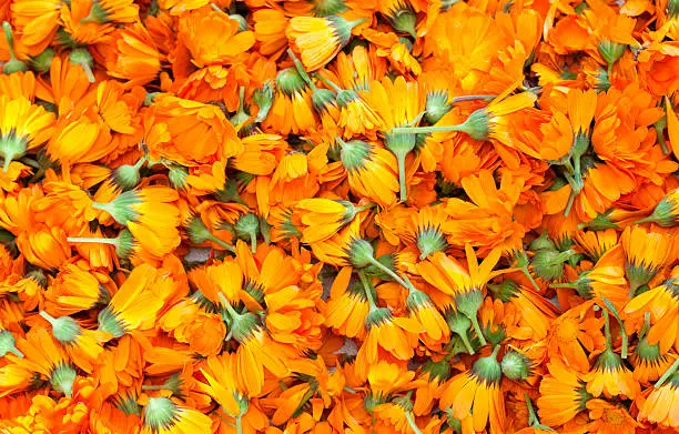 Full frame orange color Calendula flowers. Herbal medicine image. Healthy lifestyle.