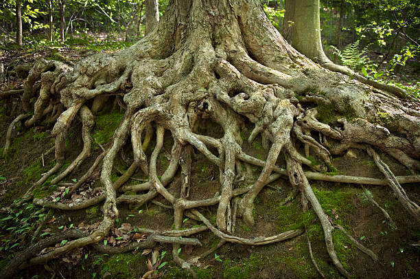 de profondes racines visibles par l'érosion sur une colline - forest tree nature wilderness area photos et images de collection