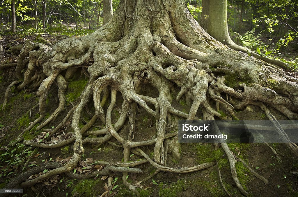 Głębokie wystawiony przez korzenie drzew na wzgórzu erozji - Zbiór zdjęć royalty-free (Korzeń)