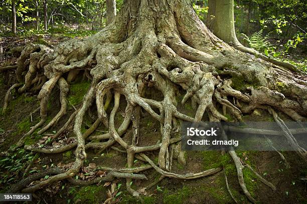 Głębokie Wystawiony Przez Korzenie Drzew Na Wzgórzu Erozji - zdjęcia stockowe i więcej obrazów Korzeń