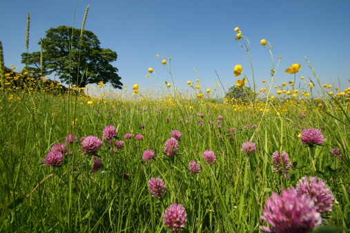 A meadow of clover and buttercups