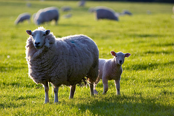 istock Single sheep standing with lamb over a green pasture 184118601
