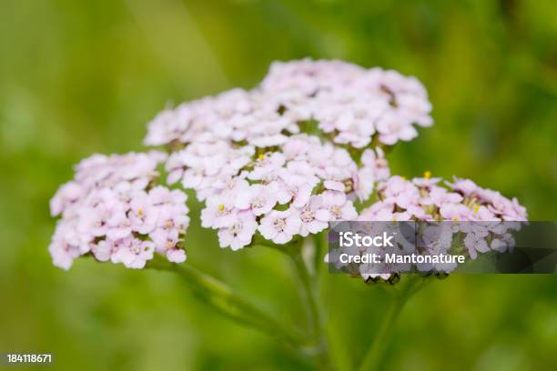 Schafgarbe Matjes Rosafarbenen Blumen Stockfoto und mehr Bilder von Alternative Medizin