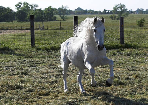 이 스탈리온 - horse stallion andalusia white 뉴스 사진 이미지