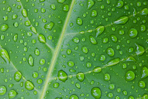 istock Droplets of water cover a leaf's surface after heavy rain. 184118821
