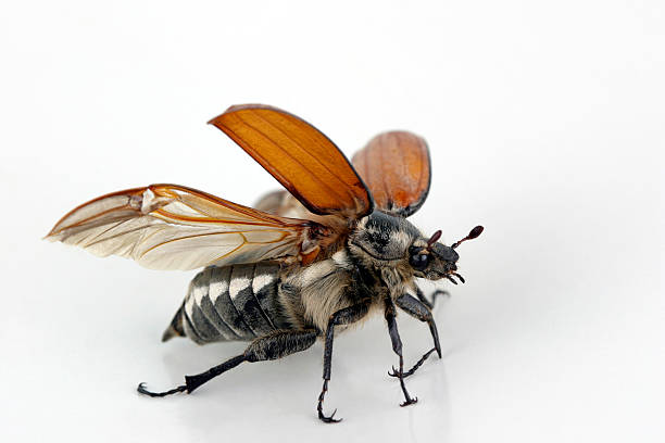 Dor-beetle – zdjęcie