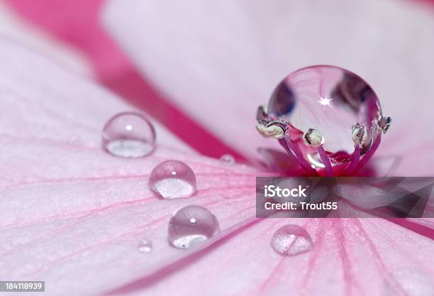 Pétala E Gota De Água - Fotografias de stock e mais imagens de Chuva - Chuva, Flor, Acender