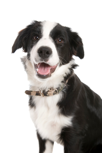 A young border collie , focus on nose, isolated on white.