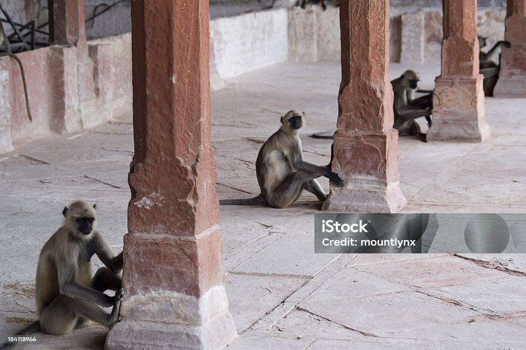 원숭이 라인 - 로열티 프리 원숭이 스톡 사진