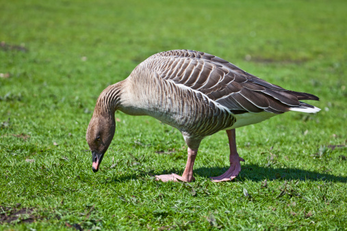An adult Pink-footed Goose