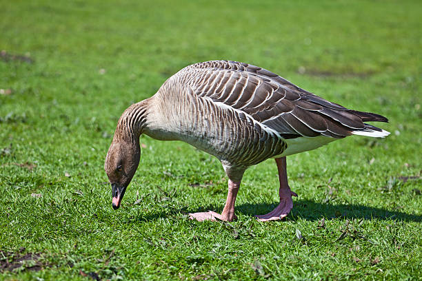 Pink-footed Goose (Anser brachyrhynchus) grazing stock photo