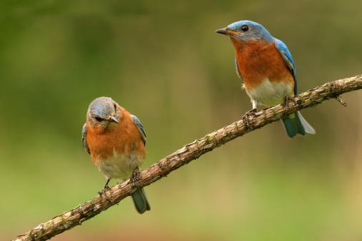 Male and female Eastern Bluebirds perched on a pine twig.