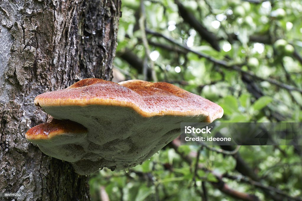 Fungo albero - Foto stock royalty-free di Albero