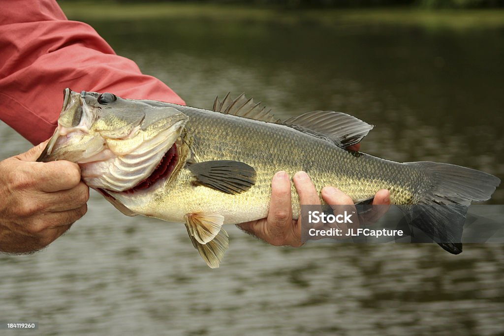 Grande bocca Bass - Foto stock royalty-free di Pesca - Attività all'aperto