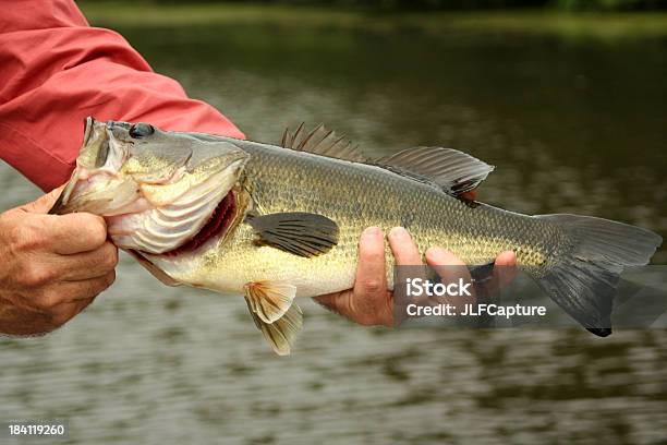 Grande Bocca Bass - Fotografie stock e altre immagini di Pesca - Attività all'aperto - Pesca - Attività all'aperto, Posizione sportiva, Stagno - Acqua stagnante