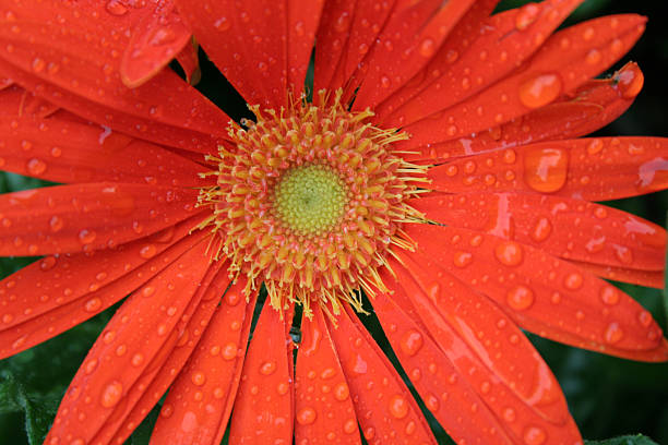 rain on gerber daisy stock photo