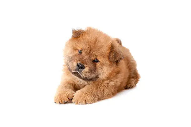 chow chow in front of a white background
