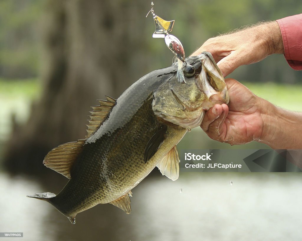 Bass Action-Forellen- als es frisch gefangene - Lizenzfrei Fischen Stock-Foto