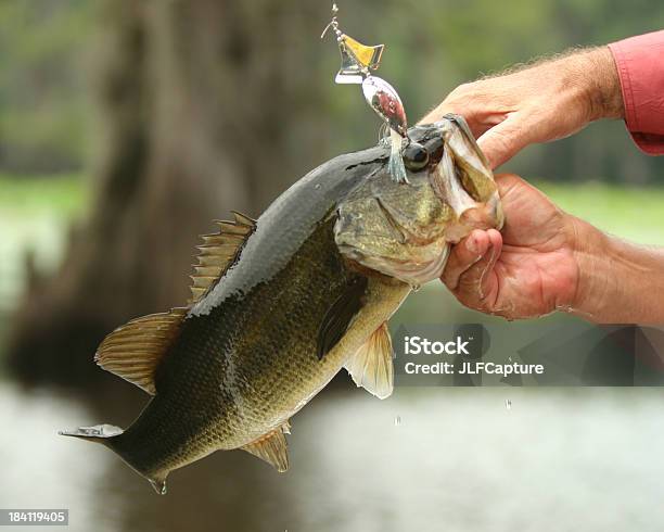 Bass Action Largemouth As Its Caught Stock Photo - Download Image Now - Competition, Fishing, Largemouth Bass