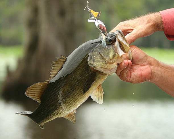 большеротый окунь действий, поскольку она's caught - largemouth bass стоковые фото и изображения