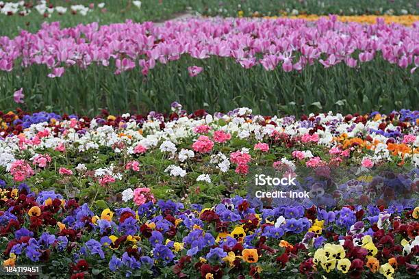 Цветок Просека — стоковые фотографии и другие картинки Без людей - Без людей, Ботаника, Весна