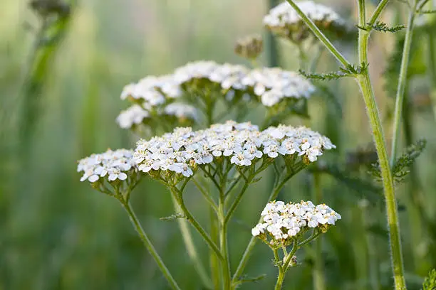 "Variable, short to medium, hairy, stoloniferous perennial, generally patch-forming, strong-smelling; stems erect, unbranched. Leaves feathery, lanceolate, finely 2-pinnately-lobed, with small narrow segments. Flower heads small, white, occasionally pink or reddish, with a white or cream disk, 4-6mm, borne in dense flat-topped heads; rays short.Habitat: Grassy places, pastures, meadows, grassy heaths, road verges, hedge banks, lawns and waste places, on calcareous or slightly acid soils.Flowering Season: July-October.Distribution: Throughout Europe, except Spitsbergen.Yarrow is known as Herbal Medicine.Related images:"