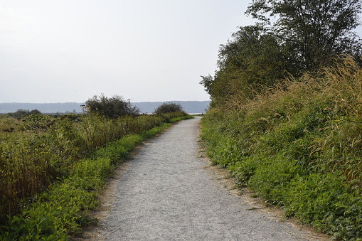 Gravel path by beach with greenery leads off into the distance