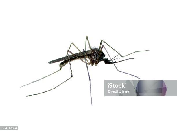 Foto de Isolado Mosquito e mais fotos de stock de Mosquito - Mosquito, Parasita da Malária, Figura para recortar