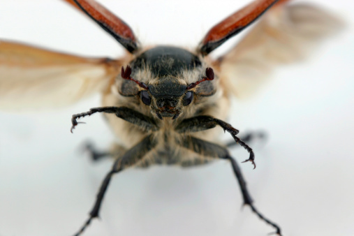Close up of the may-bug in front in the period of its rise.